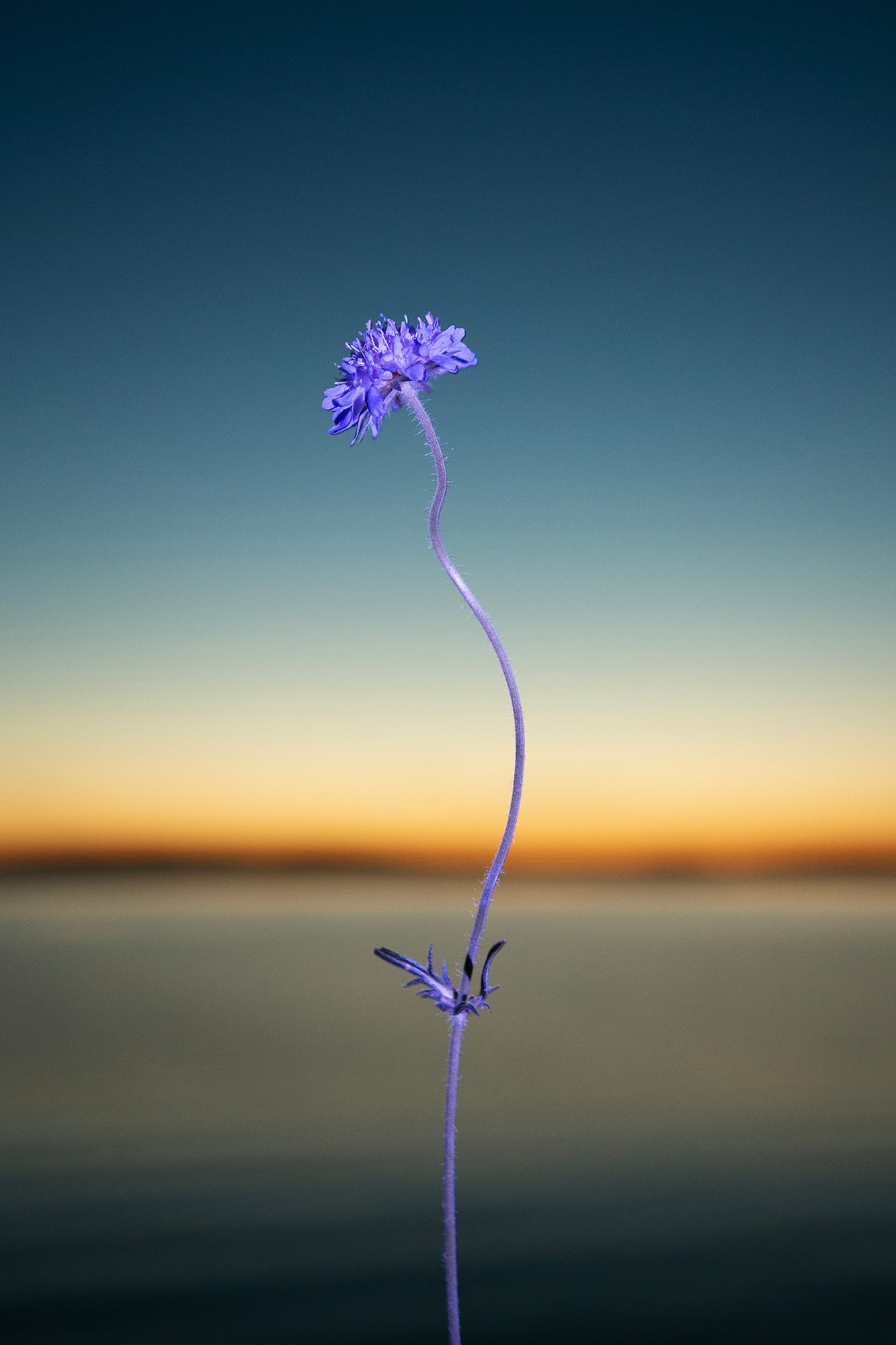 Flower 9