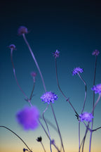 Gypsy Rose (Purple 2)