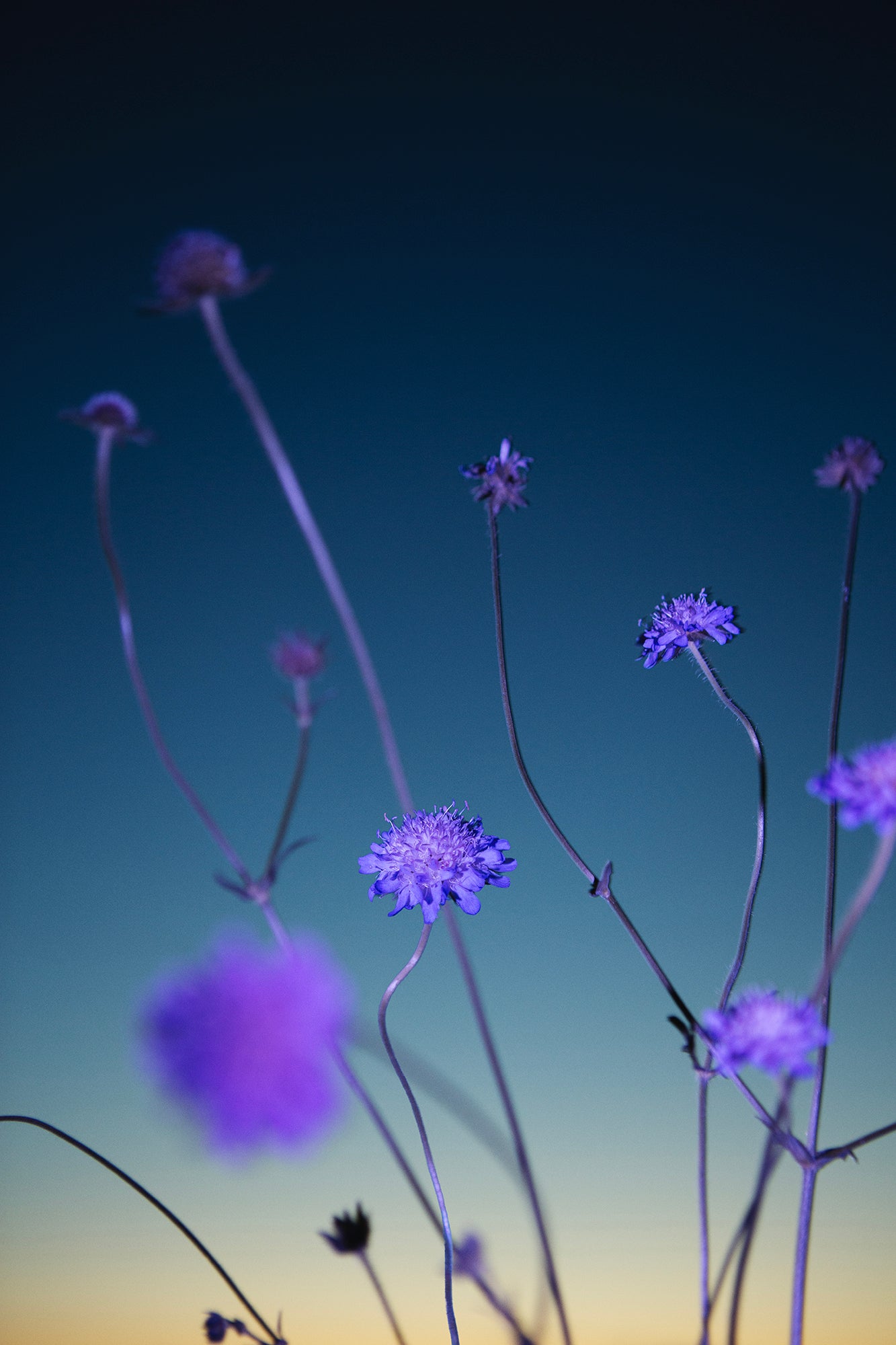 Flower 4
