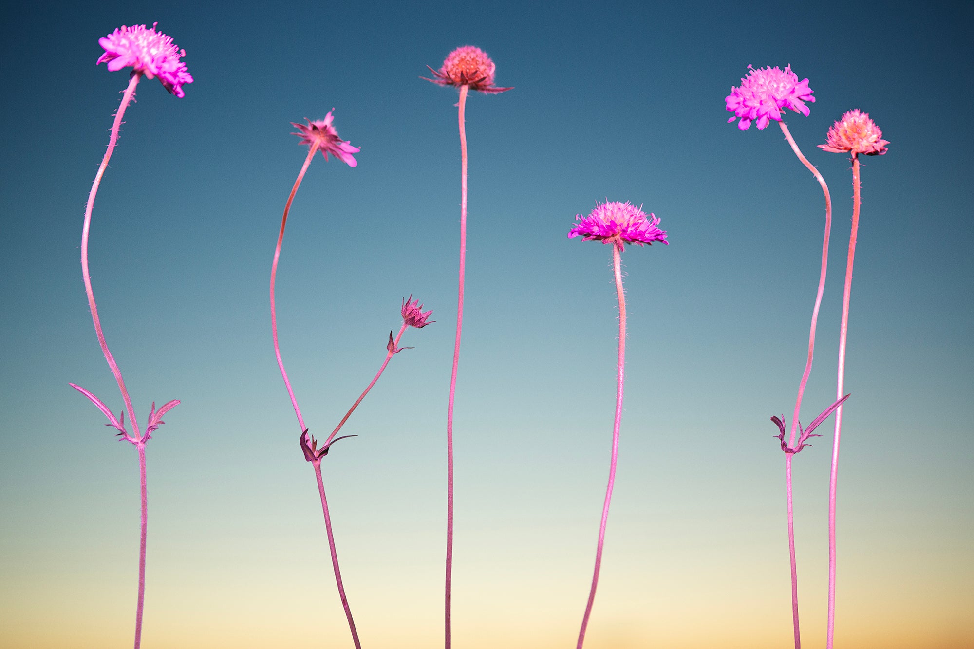 Flower 3