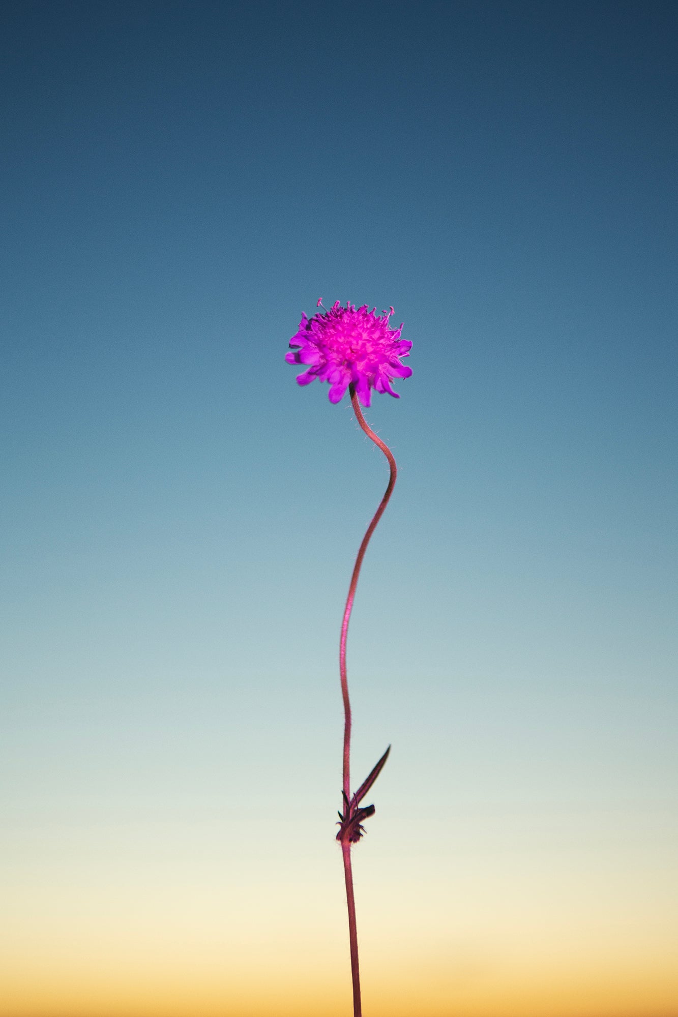Flower 2